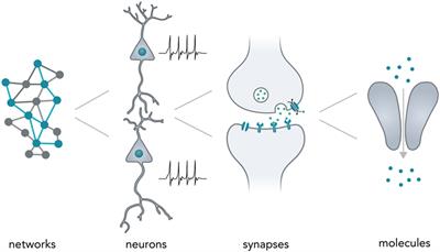 Interfacing Neural Network Components and Nucleic Acids